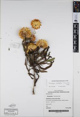 APII jpeg image of Xerochrysum bracteatum 'Colourburst Gold'  © contact APII