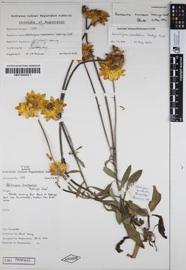 APII jpeg image of Xerochrysum bracteatum 'Hastings Gold'  © contact APII