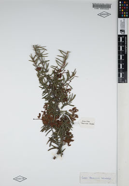 APII jpeg image of Grevillea juniperina 'Poorinda Wonder'  © contact APII