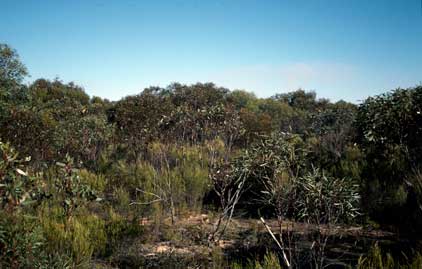 APII jpeg image of Melaleuca wilsonii  © contact APII