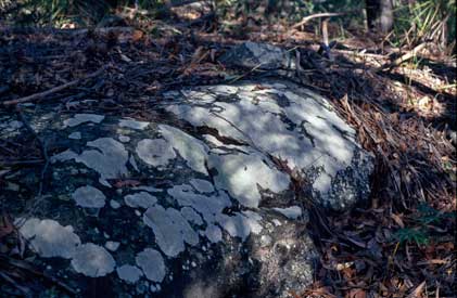 APII jpeg image of Pertusaria persulphurata  © contact APII