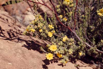 APII jpeg image of Hibbertia sericea  © contact APII