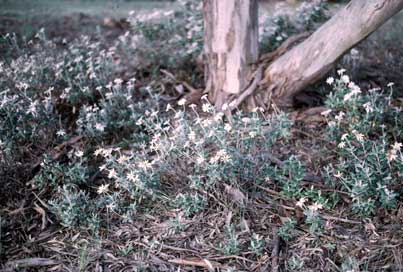 APII jpeg image of Olearia pannosa  © contact APII