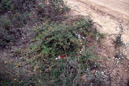 APII jpeg image of Grevillea aquifolium  © contact APII