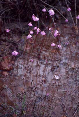 APII jpeg image of Utricularia dichotoma  © contact APII