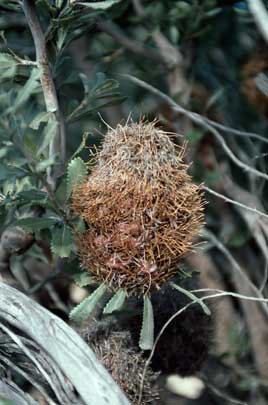 APII jpeg image of Banksia ornata  © contact APII