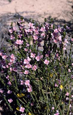 APII jpeg image of Boronia coerulescens subsp. coerulescens  © contact APII