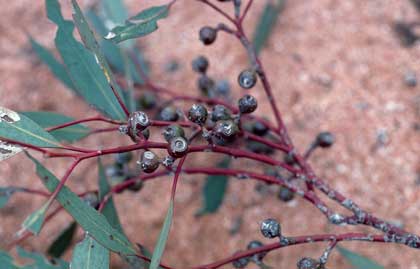 APII jpeg image of Eucalyptus socialis  © contact APII