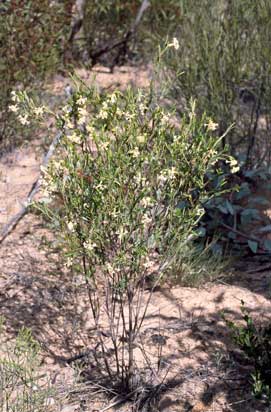 APII jpeg image of Pimelea stricta  © contact APII