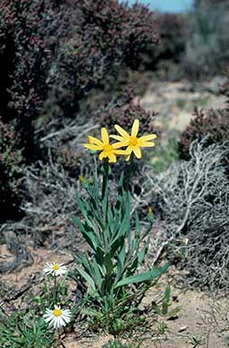 APII jpeg image of Senecio gregorii  © contact APII