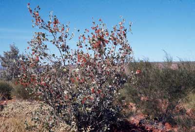 APII jpeg image of Grevillea wickhamii subsp. aprica  © contact APII