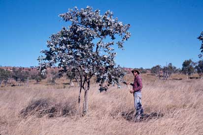 APII jpeg image of Eucalyptus pruinosa subsp. pruinosa  © contact APII