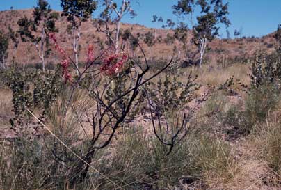 APII jpeg image of Grevillea dryandri subsp. dryandri  © contact APII