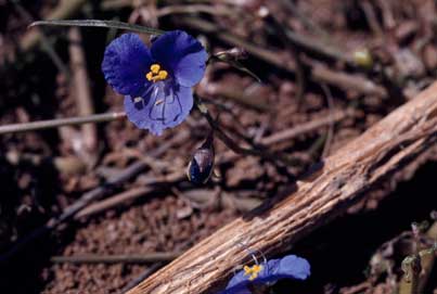 APII jpeg image of Commelina cyanea  © contact APII