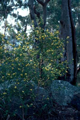 APII jpeg image of Pultenaea cuneata  © contact APII