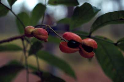 APII jpeg image of Harpullia pendula  © contact APII