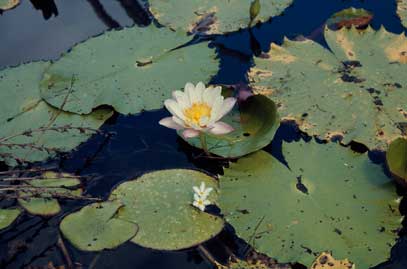 APII jpeg image of Nymphaea violacea,<br/>Nymphoides indica  © contact APII