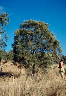 APII jpeg image of Melaleuca foliolosa  © contact APII