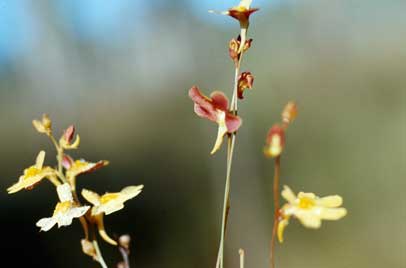 APII jpeg image of Utricularia chrysantha  © contact APII