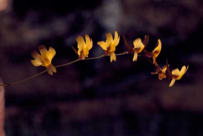 APII jpeg image of Utricularia chrysantha  © contact APII