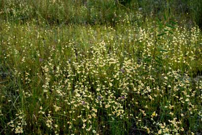 APII jpeg image of Utricularia fulva  © contact APII