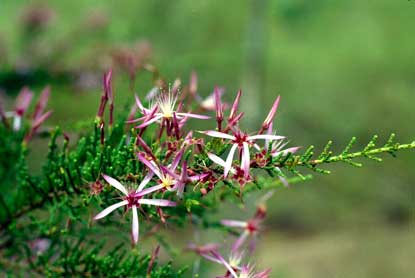 APII jpeg image of Calytrix exstipulata  © contact APII