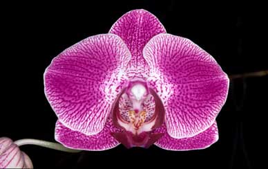 APII jpeg image of Phalaenopsis  © contact APII