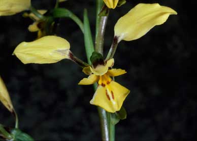 APII jpeg image of Diuris abbreviata  © contact APII