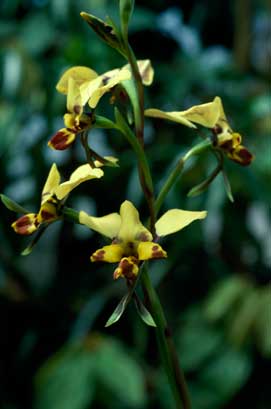 APII jpeg image of Diuris platichila  © contact APII