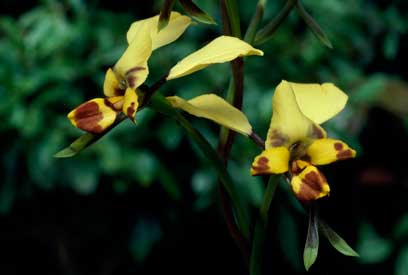 APII jpeg image of Diuris platichila  © contact APII