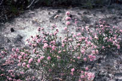 APII jpeg image of Kunzea capitata  © contact APII