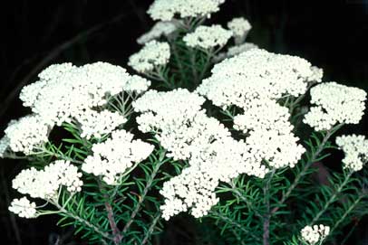 APII jpeg image of Ozothamnus diosmifolius  © contact APII