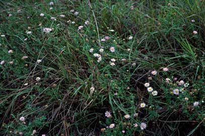 APII jpeg image of Calotis cuneifolia  © contact APII