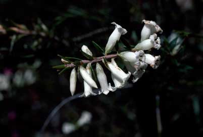 APII jpeg image of Epacris obtusifolia  © contact APII