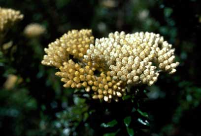 APII jpeg image of Cassinia denticulata  © contact APII