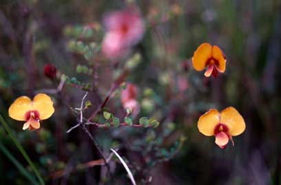 APII jpeg image of Bossiaea cordigera  © contact APII