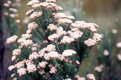 APII jpeg image of Ozothamnus rosmarinifolius  © contact APII