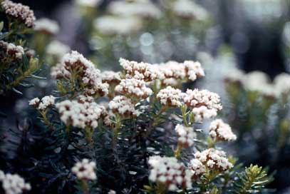 APII jpeg image of Ozothamnus ledifolius  © contact APII