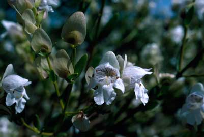 APII jpeg image of Prostanthera striatiflora  © contact APII