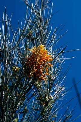 APII jpeg image of Grevillea juncifolia subsp. juncifolia  © contact APII