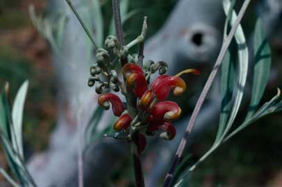 APII jpeg image of Grevillea refracta subsp. refracta  © contact APII