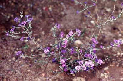 APII jpeg image of Mirbelia floribunda  © contact APII