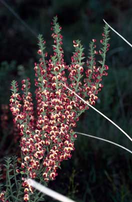 APII jpeg image of Daviesia polyphylla  © contact APII