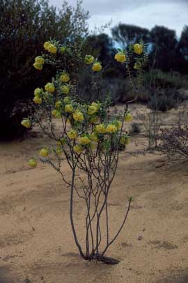 APII jpeg image of Pimelea aeruginosa  © contact APII