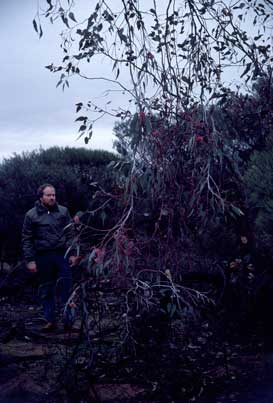 APII jpeg image of Eucalyptus caesia subsp. magna  © contact APII