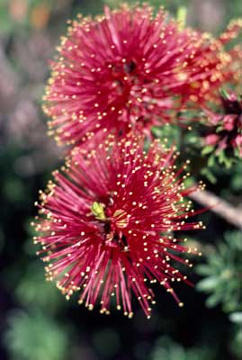 APII jpeg image of Kunzea baxteri  © contact APII