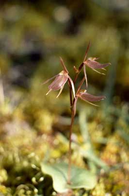 APII jpeg image of Cyrtostylis reniformis  © contact APII