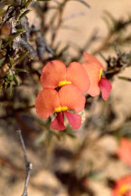 APII jpeg image of Chorizema aciculare subsp. aciculare  © contact APII