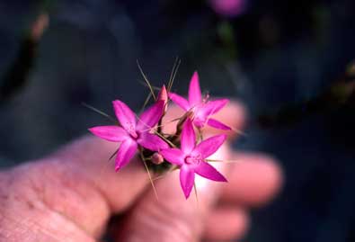 APII jpeg image of Calytrix decandra  © contact APII