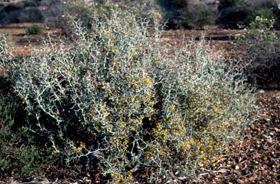 APII jpeg image of Acacia erinacea  © contact APII